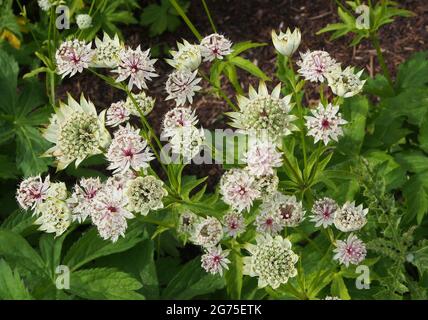 Klumpen von weißem Astratia major (Masterwort), der in einem der Blumenbeete bei RHS Bridgewater, Salford, England, Großbritannien, wächst. Stockfoto