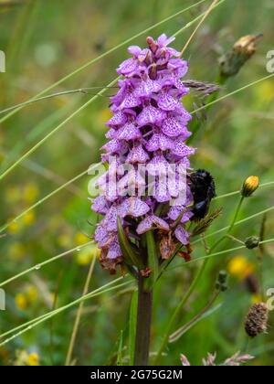 Bumble Bee, Bombus, klammert sich an einem windigen Tag an der wilden Heath Spotted Orchid aka Dactylorhiza maculata. Stockfoto