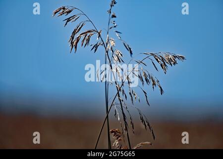 Feld von 20 Hektar harten roten Winterweizen (Triticum aestivum) trocknet in der Sonne bereit, später am Tag geschnitten werden Stockfoto