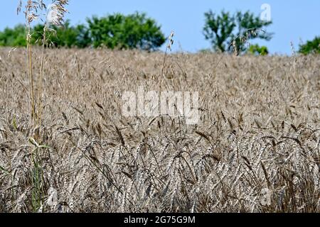 Feld von 20 Hektar harten roten Winterweizen (Triticum aestivum) trocknet in der Sonne bereit, später am Tag geschnitten werden Stockfoto