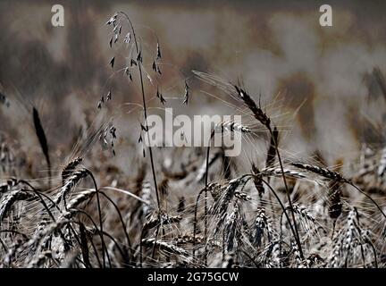 Feld von 20 Hektar harten roten Winterweizen (Triticum aestivum) trocknet in der Sonne bereit, später am Tag geschnitten werden Stockfoto