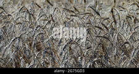 Feld von 20 Hektar harten roten Winterweizen (Triticum aestivum) trocknet in der Sonne bereit, später am Tag geschnitten werden Stockfoto