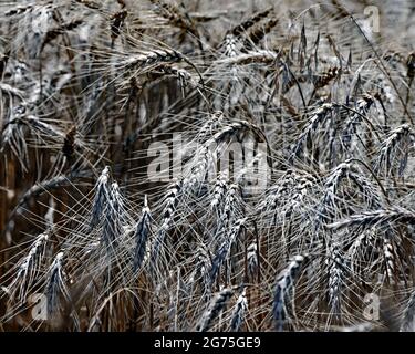 Feld von 20 Hektar harten roten Winterweizen (Triticum aestivum) trocknet in der Sonne bereit, später am Tag geschnitten werden Stockfoto