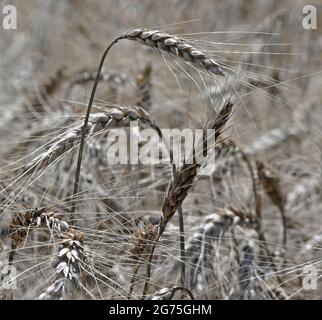 Feld von 20 Hektar harten roten Winterweizen (Triticum aestivum) trocknet in der Sonne bereit, später am Tag geschnitten werden Stockfoto