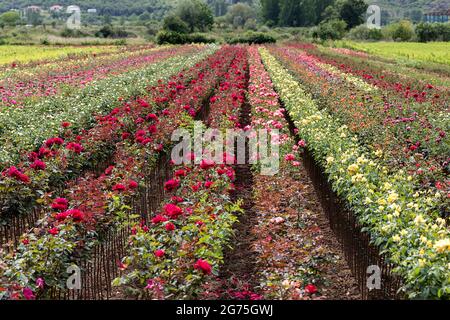 Rosenfarm in Albanien Stockfoto