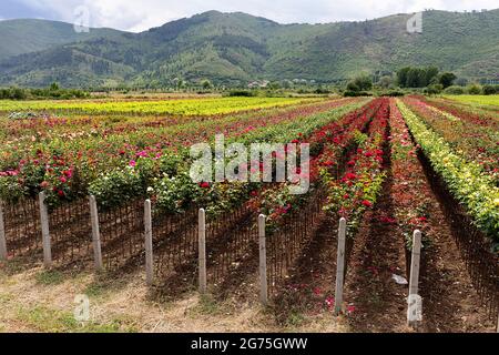 Rosenfarm in Albanien Stockfoto