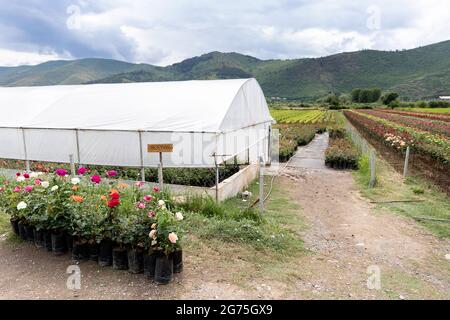 Rosenfarm in Albanien Stockfoto