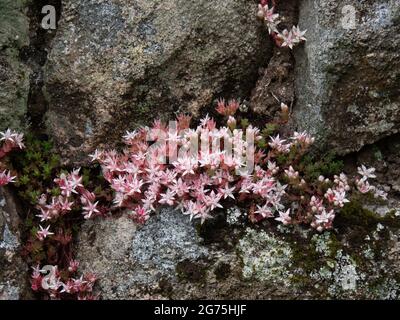 Englisch Stonecrop, Sedum anglicum, wächst wild auf Dartmoor, Großbritannien. Stockfoto