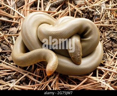 Gewickelte Nördliche Gummiboa-Schlange. Henry Cowell Redwoods State Park, Santa Cruz County, Kalifornien, USA. Stockfoto