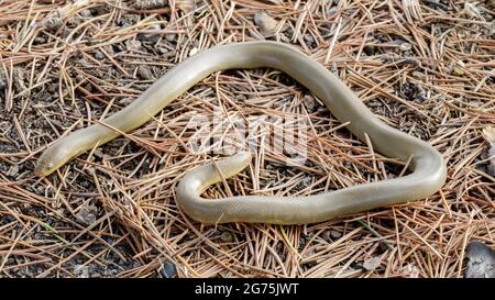 Nördliche Gummiboa-Schlange, Erwachsener. Henry Cowell Redwoods State Park, Santa Cruz County, Kalifornien, USA. Stockfoto