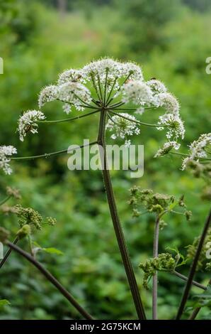 Hogweed, Heracleum mantegazzianum, Apiaceae, bekannt als Karpfenblüte, riesige Kuhsilie oder wilder Pastinak, Hogsbane, wilder Rhabarber Stockfoto