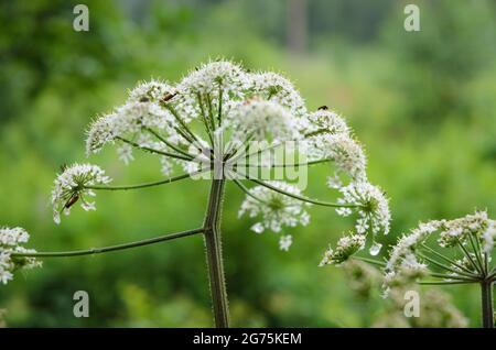 Hogweed, Heracleum mantegazzianum, Apiaceae, bekannt als Karpfenblüte, riesige Kuhsilie oder wilder Pastinak, Hogsbane, wilder Rhabarber Stockfoto