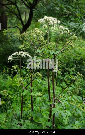 Hogweed, Heracleum mantegazzianum, Apiaceae, bekannt als Karpfenblüte, riesige Kuhsilie oder wilder Pastinak, Hogsbane, wilder Rhabarber Stockfoto