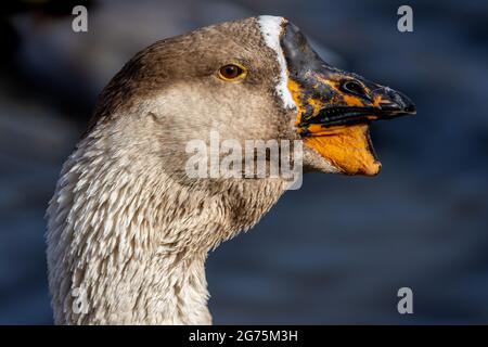 Muscovy Duck (Cairina moschata) in Bosque del Apache, New Mexico Stockfoto