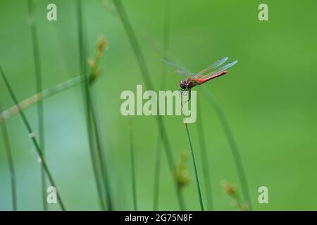 Schöne Makroaufnahme von Insekten in der Natur. Rote Libelle (Crocothemis erythraea) Stockfoto