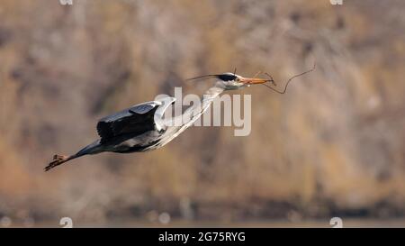 Ein einziger grauer Reiher im Flug, der Stock zum Nest trägt Stockfoto