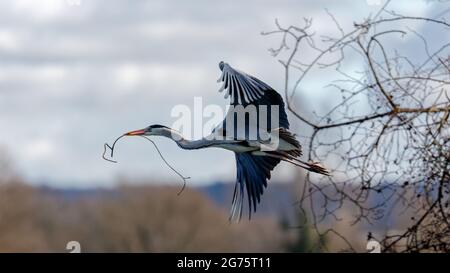 Ein einziger grauer Reiher im Flug, der einen Stock zu seinem Nest trägt Stockfoto