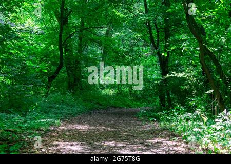 Unbefestigte Straße durch einen grünen Wald, ein Tunnel mit Bäumen an einem sonnigen Sommertag. Dendrapark in Yampol Ukraine. Stockfoto