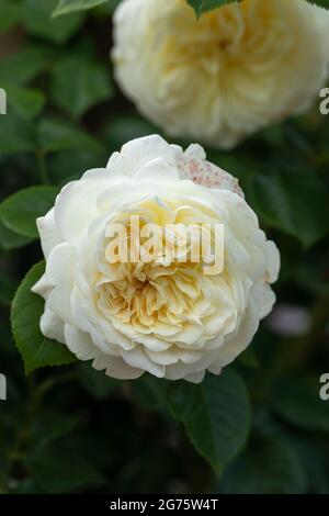 Nahaufnahme einer Rose namens Rosa Tranquillity von David Austin. Eine weiße Rose mit gelber Blüte in Großbritannien Stockfoto