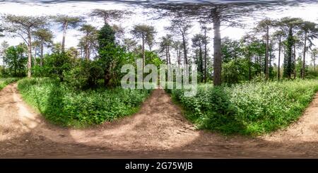 360 Grad Panorama Ansicht von Vollständiges, kugelförmiges, nahtloses Panorama 360-Grad-Ansicht eines Fußweges durch den Kiefernwald