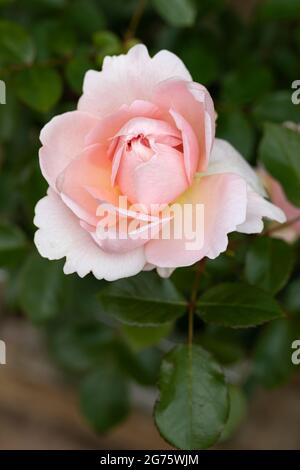 Nahaufnahme einer rosa Rose namens rosa Wildeve von David Austin, die im Sommer in Großbritannien blüht Stockfoto