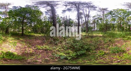 360 Grad Panorama Ansicht von Vollständiges, kugelförmiges, nahtloses Panorama 360-Grad-Ansicht von Fuchshandschuh-Pflanzen und -Blättern im Kiefernwald