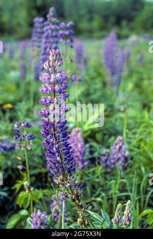 Lupinus, allgemein bekannt als Lupin, Lupin oder bluebonnet Stockfoto