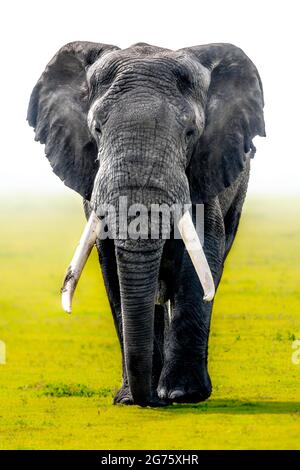 Afrikanischer Elefant während eines nebeligen Morgens im Ngorongoro Krater Nationalpark, Tansania Stockfoto