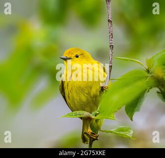 American Yellow Warbler thronte auf einer Zweigstelle in Magee Marsh Stockfoto