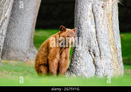 Zimt Gefärbte Braune Bärenkuh Stockfoto