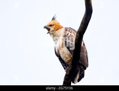 Crested Hawk Eagle Stockfoto