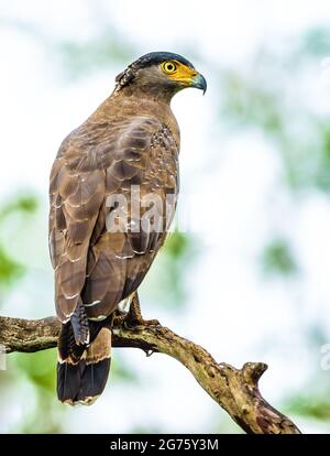 Crested Hawk Eagle Stockfoto