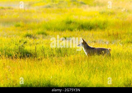 Coyote im Grasland Stockfoto