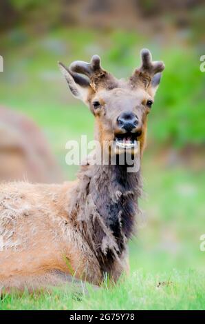 Elk in Alaska Stockfoto