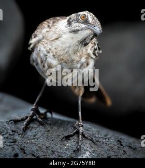 Galapagos-Hood-Spötteltier Stockfoto