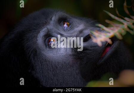 Berggorillas sind gefährdet. Es sind nur etwa 1000 Individuen, von denen etwa die Hälfte in Uganda lebt. Wir wanderten durch den dichten Wald hinauf Stockfoto