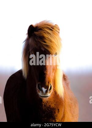 Wild Isländisches Pferd, das auch mal als Supermodel teilhat Stockfoto