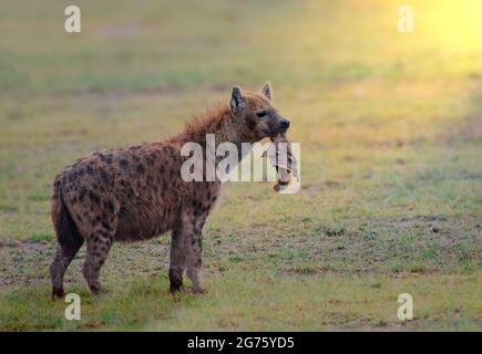 Gefleckte Hyäne Stockfoto