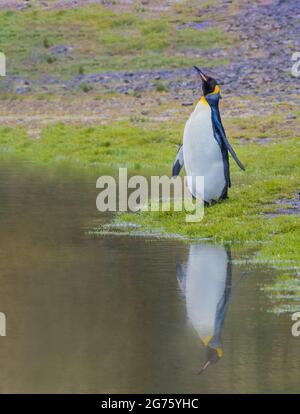 Königspinguin Stockfoto