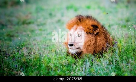 Lion Stockfoto