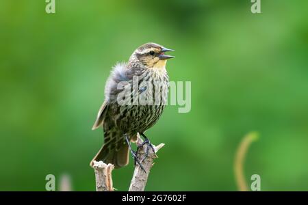 Roten Winged Blackbird Stockfoto