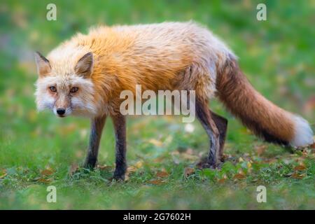 Rotfuchs Stockfoto