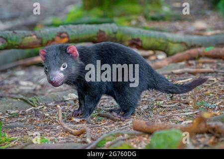 Baby Tasmanian Devil Stockfoto