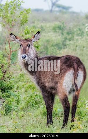 Waterbuck Stockfoto