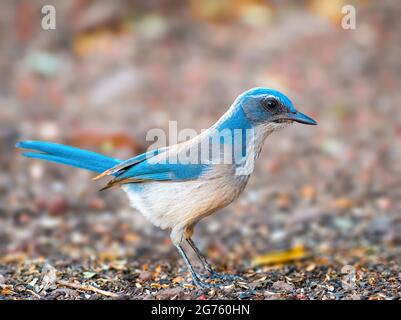 Westlichen Peeling Jay Stockfoto