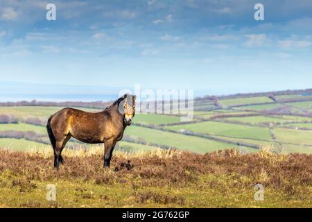Ein Exmoor-Pony im Exmoor-Nationalpark in West Somerset. Stockfoto