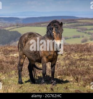 Ein Exmoor-Pony im Exmoor-Nationalpark in West Somerset. Stockfoto