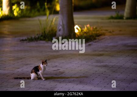 Streunende Katze im Park Stockfoto