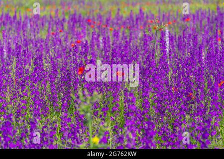 Großes Blumenbeet mit blütenviolettem Delphinium, violette Blüten auf einem Feld mit roten Mohnblumen. Stockfoto