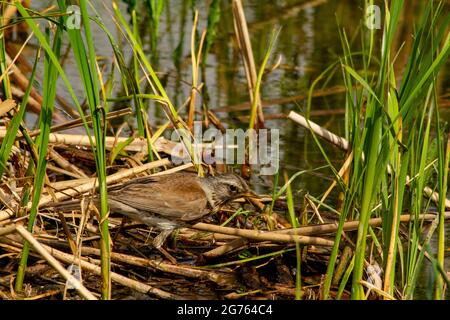 Catbird fieldfare Turdus Pilaris versteckte sich an der Küste des Dorfflusses. Stockfoto